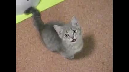 Много сладко коте се моли за храна!