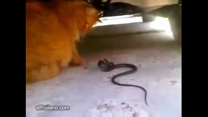 Тази Котка Няма Страх От Нищо 
