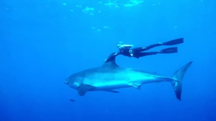 Блондинка плува с бяла акула