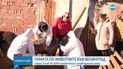 Тахов: На 100% положителни са повторните проби за чума по животните във Велинград