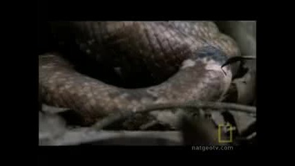 Two Headed Snake Attack