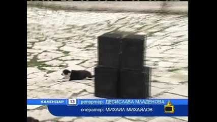 Господари на Ефира - Старозагорката Карамелка