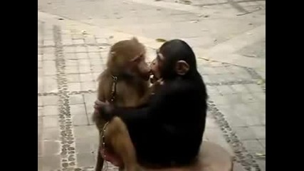 Маймунска Любов