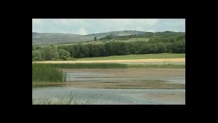 За шарани във водораслите 1 bg 