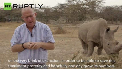 Only Four Northern White Rhinos Remain on Earth
