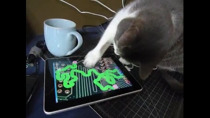 Коте си играе с Ipad