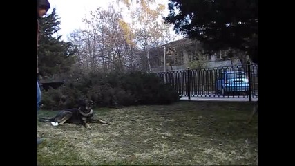 Училище За Кучета - Обучение На Кучета K9 World Dog School