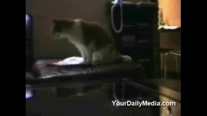 Funny cats 