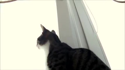 Коте се опитва да хване муха през стъклото