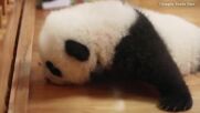 ПЪРВИ СТЪПКИ: Бебе панда се учи да пълзи