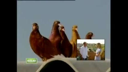 Турски Ролер - Cakal 2 