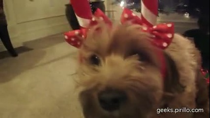 Jingle Dogs