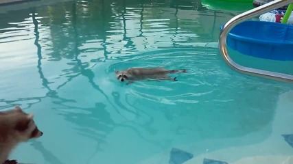 Енот плува в басейн!