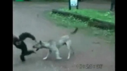Маймуна Срещу Куче