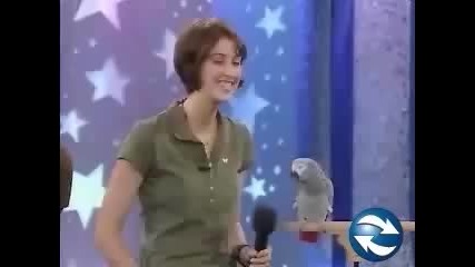 Смешен папагал