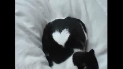 Сърце, Като Украска На Котка!