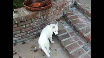Vodka the white Siberian Husky puppy