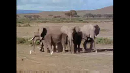 National Geographic - Слонов Траур 