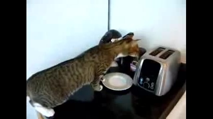 Котка изследва тостер - Смях !