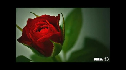 Dickie Lee - Tell Laura I Love Her 