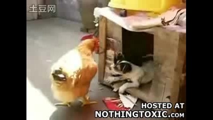 Куче изнасилва кокошка 