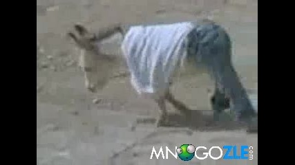 Фешън магаре