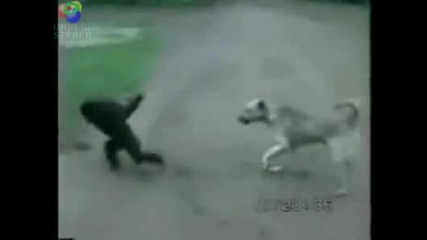 Маймуна се гаври с куче 