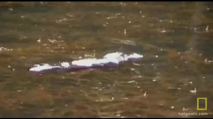 Probing Platypus Evolution
