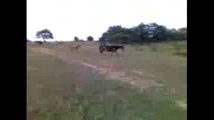 giliovci kone2