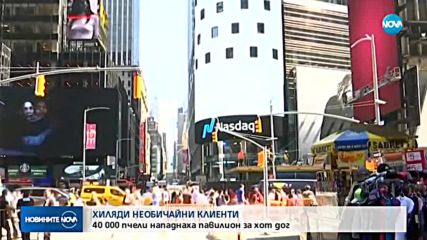 Хиляди пчели нападнаха павилион за хотдог
