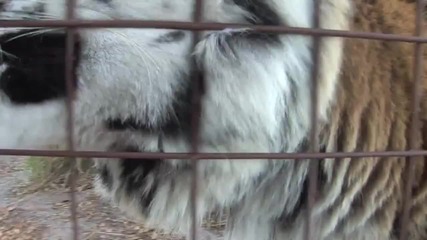 Смешни звуци издавани от големи котки xd 