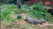 Крокодил брани снесените си яйца , гледач едва не изгубва живота си !