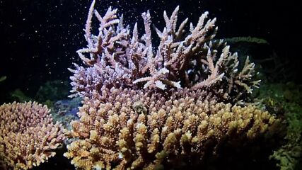 ФЕНОМЕН: Започна размножаването на коралите край Окинава