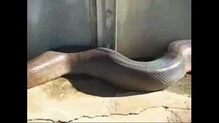 Намериха най - дългата змия мъртва