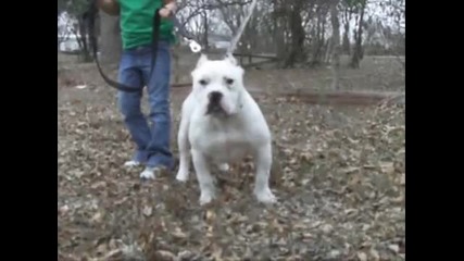 Miracle Whip | American Bully