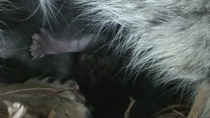 Много яки Дворцови котета (pallas Cat Kittens - 5 days old ) 