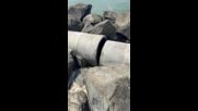 Замърсяване на морето край Свети Влас