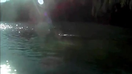 Пума преплува река