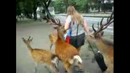 Нахални елени нападат жена