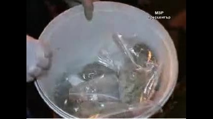 Нсбоп - полицейска операция срещу наркоразпространители 12.12.2009