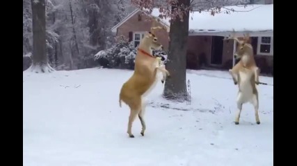 Reindeer dance moves