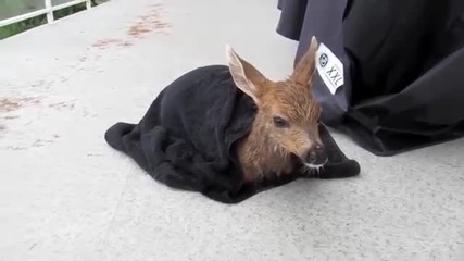 Жена спасява бебе елен от басейна. По-късно майката идва за малкото си