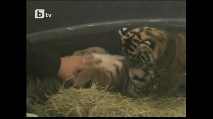 Два суматрийски тигъра в зоопарка в Сан Диего на 1 месец