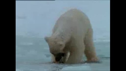 Bbc - Полярни мечки играят хокей срещу хора