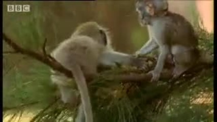 Cute baby monkeys at play - Cheeky Monkey - Bbc wildlife 
