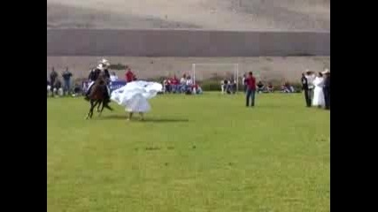 Peruvian Dance Horses Caballos De Paso