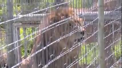 Двата български лъва на свобода в Африка