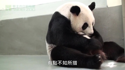 Бебе панда се прегръща с майка си ..