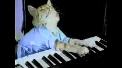 Котка свири на пияно ( Смях )