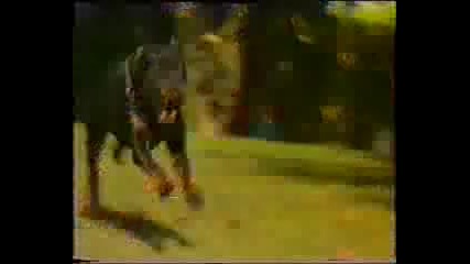 halid muslimovic mene je ucilo vreme